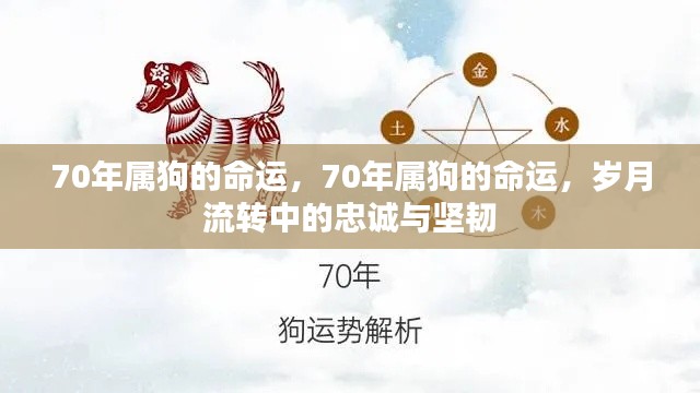 岁月流转中的忠诚与坚韧,探究70年属狗人的命运轨迹
