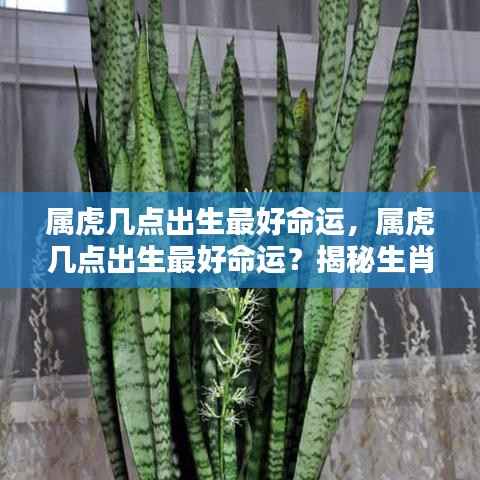 揭秘属虎最佳出生时辰,生肖与命运走向的奥秘!