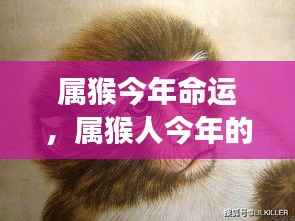属猴人今年命运展望,运势解析与前景预测