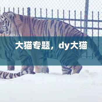 大猫专题,dy大猫